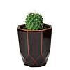 ハチカク カクタス 茶 丸サボテン