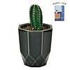 ハチカク カクタス 黒 柱サボテン 父の日カード付