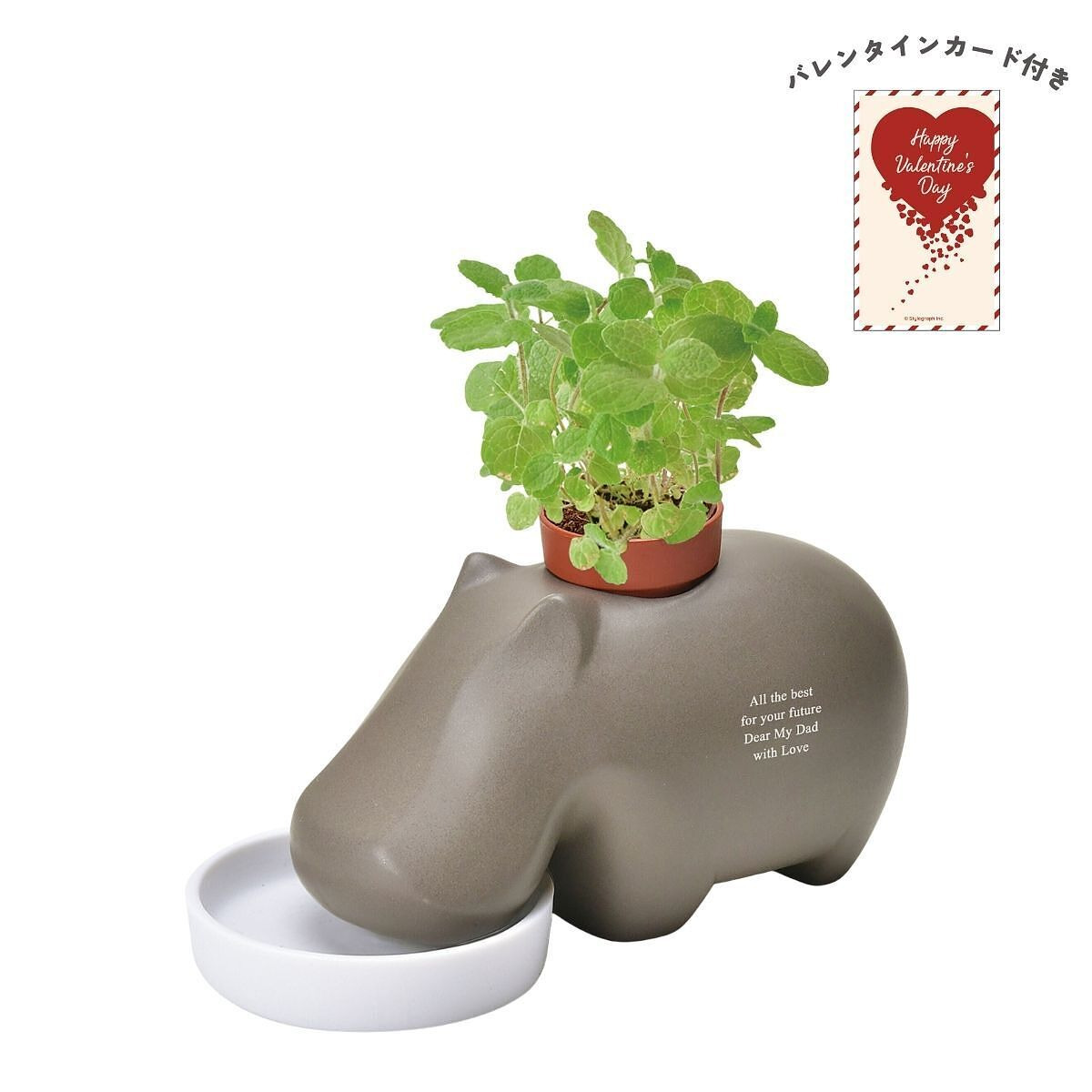 ヒポポプラント ブラウン アップルミント バレンタインカード付