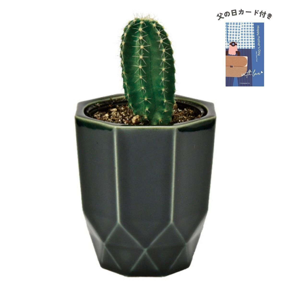 ハチカク カクタス 黒 柱サボテン 父の日カード付