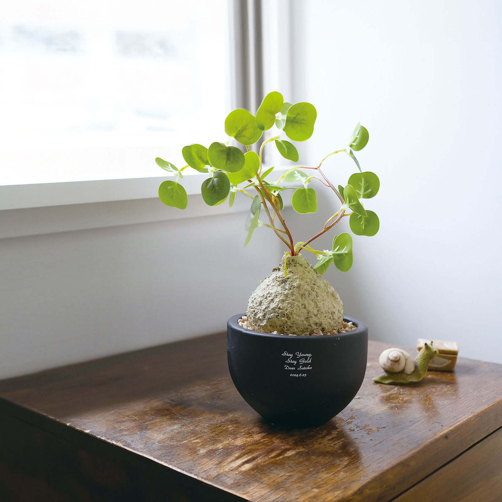 植物販売 スキンダプサス シルバー スポット sp.ボルネオ / Scindapsus Silver