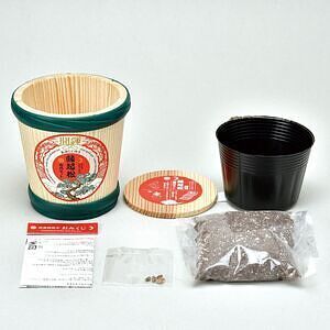 縁起松栽培セット おみくじ付き 3