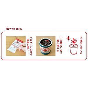 縁起松栽培セット おみくじ付き 4