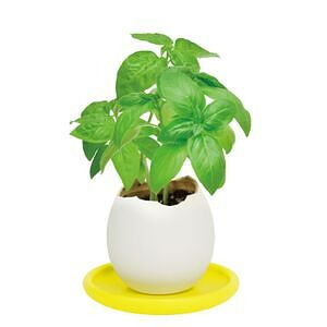 エッグリング＆ソーサー バジル