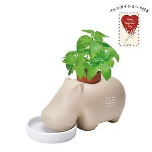 ヒポポプラント ベージュ バジル バレンタインカード付
