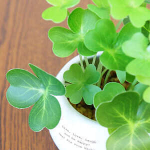 CT触媒グリーン クローバー ホワイトデーカード付 0