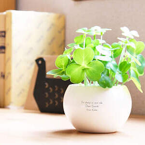 CT触媒グリーン クローバー ホワイトデーカード付 1