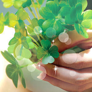 CT触媒グリーン クローバー ホワイトデーカード付 4