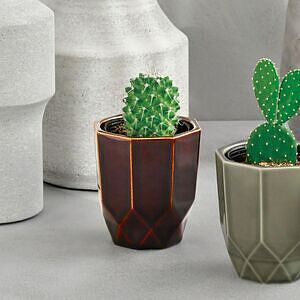 ハチカク カクタス グレー ウチワサボテン 2