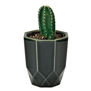ハチカク カクタス 黒 柱サボテン
