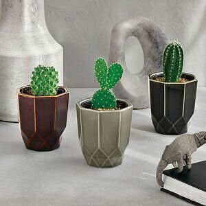 ハチカク カクタス グレー ウチワサボテン 0