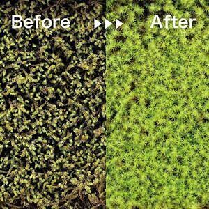 瓦盆景 KAWARA-BONKEI 2