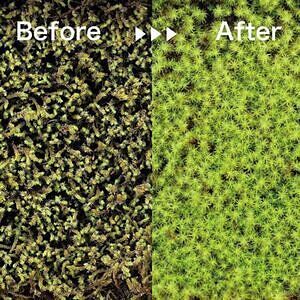 瓦盆景 KAWARA-BONKEI 誕生日カード付 2