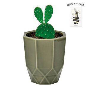 ハチカク カクタス グレー ウチワサボテン 誕生日カード付