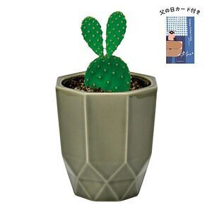 ハチカク カクタス グレー ウチワサボテン 父の日カード付