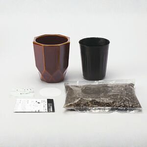 ハチカク カクタス グレー ウチワサボテン ありがとうカード付 1