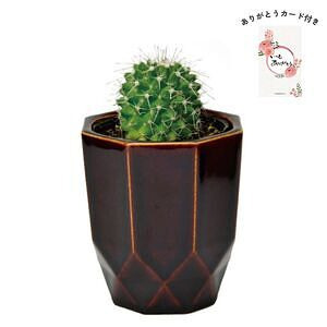 ハチカク カクタス 茶 丸サボテン ありがとうカード付