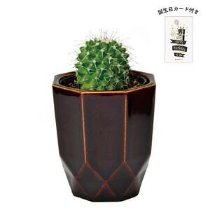 ハチカク カクタス 茶 丸サボテン 誕生日カード付