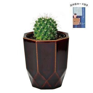 ハチカク カクタス 茶 丸サボテン 父の日カード付