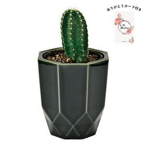 ハチカク カクタス 黒 柱サボテン ありがとうカード付