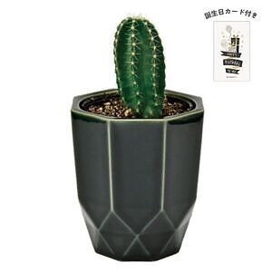 ハチカク カクタス 黒 柱サボテン 誕生日カード付