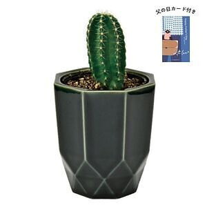 ハチカク カクタス 黒 柱サボテン 父の日カード付