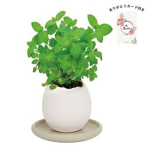 エッグリング＆ソーサー ミント ありがとうカード付