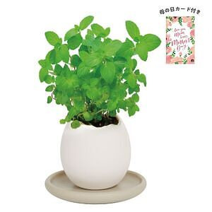 エッグリング＆ソーサー ミント 母の日カード付