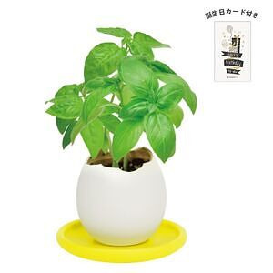 エッグリング＆ソーサー バジル 誕生日カード付