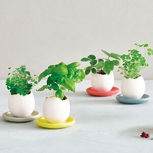 エッグリング＆ソーサー ミント ありがとうカード付 3