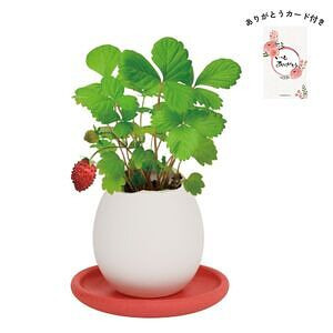 エッグリング＆ソーサー ワイルドストロベリー ありがとうカード付