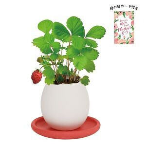エッグリング＆ソーサー ワイルドストロベリー 母の日カード付