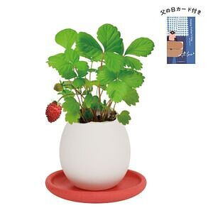 エッグリング＆ソーサー ワイルドストロベリー 父の日カード付