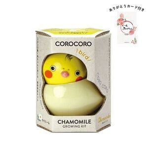 コロコロバード オカメ カモミール ありがとうカード付