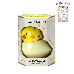 コロコロバード オカメ カモミール 母の日カード付