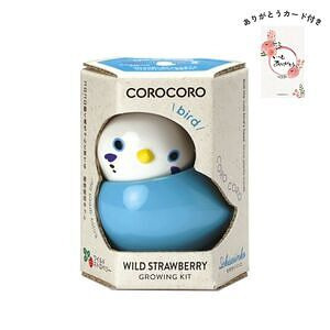 コロコロバード セキセイ ワイルドストロベリー ありがとうカード付