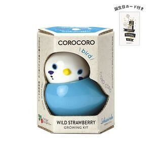 コロコロバード セキセイ ワイルドストロベリー 誕生日カード付