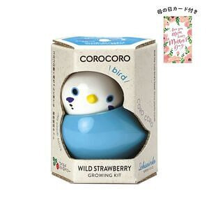 コロコロバード セキセイ ワイルドストロベリー 母の日カード付