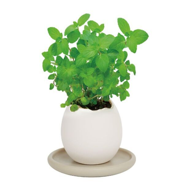 エッグリング＆ソーサー ミント