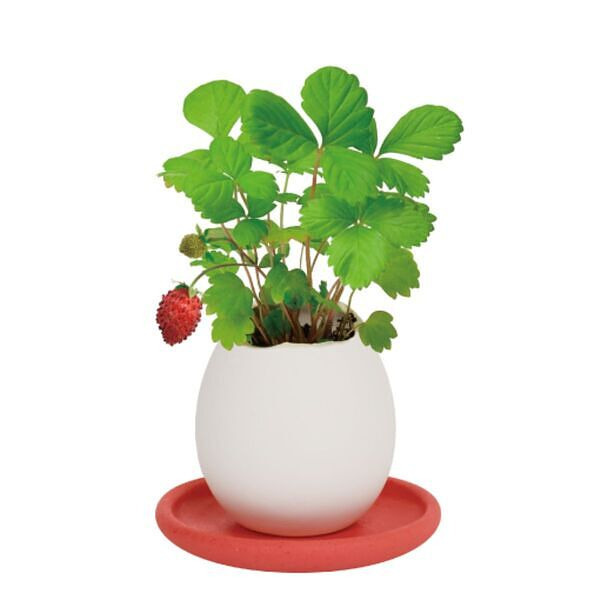 エッグリング＆ソーサー ワイルドストロベリー