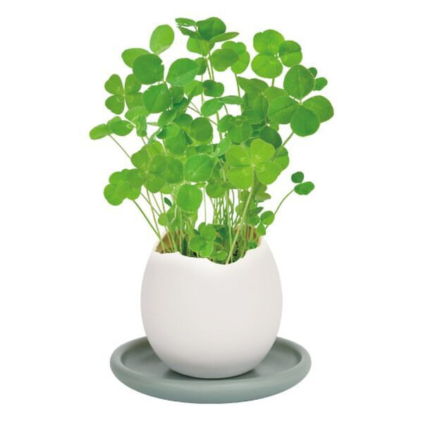 エッグリング＆ソーサー  四つ葉のクローバー