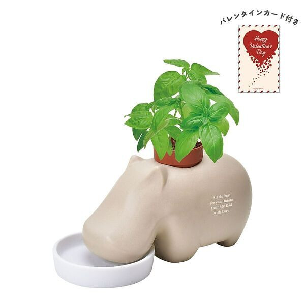 ヒポポプラント ベージュ バジル バレンタインカード付