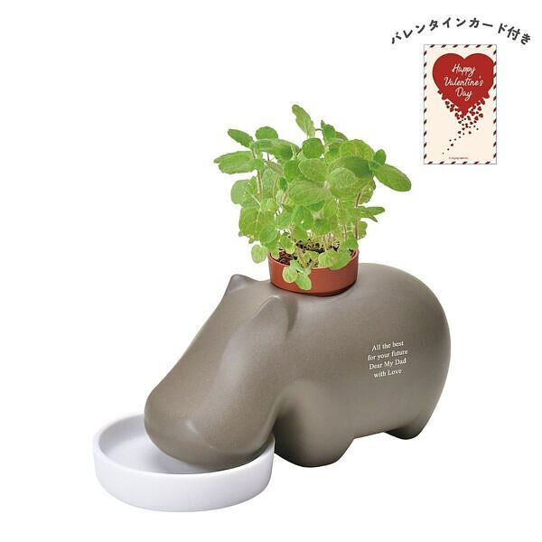 ヒポポプラント ブラウン アップルミント バレンタインカード付