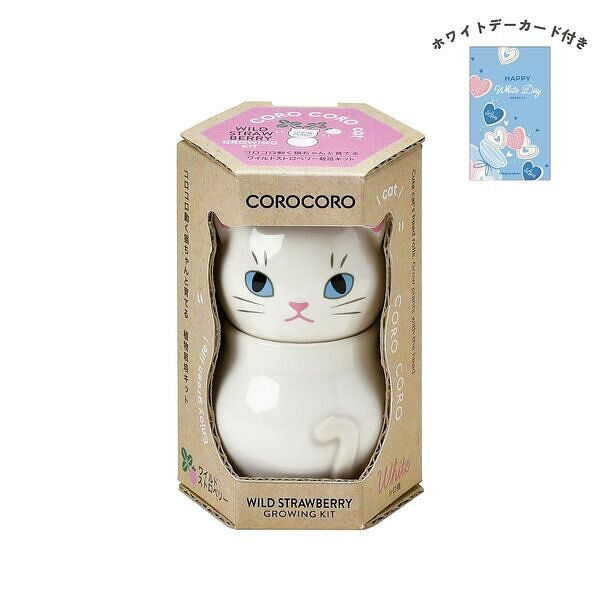 コロコロキャット 白 ワイルドストロベリー ホワイトデーカード付