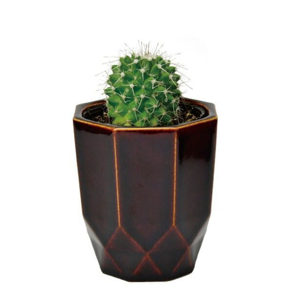 ハチカク カクタス 茶 丸サボテン