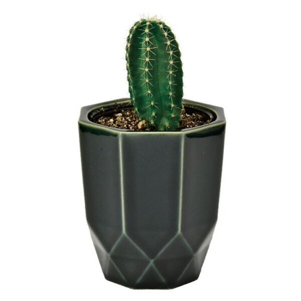 ハチカク カクタス 黒 柱サボテン