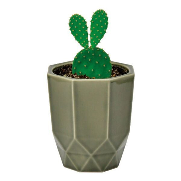 ハチカク カクタス グレー ウチワサボテン