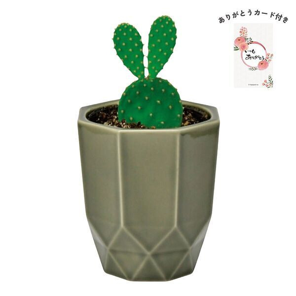 ハチカク カクタス グレー ウチワサボテン ありがとうカード付