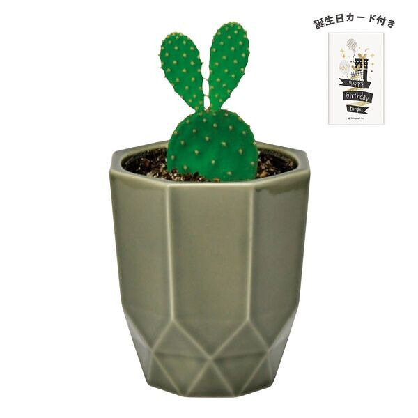 ハチカク カクタス グレー ウチワサボテン 誕生日カード付