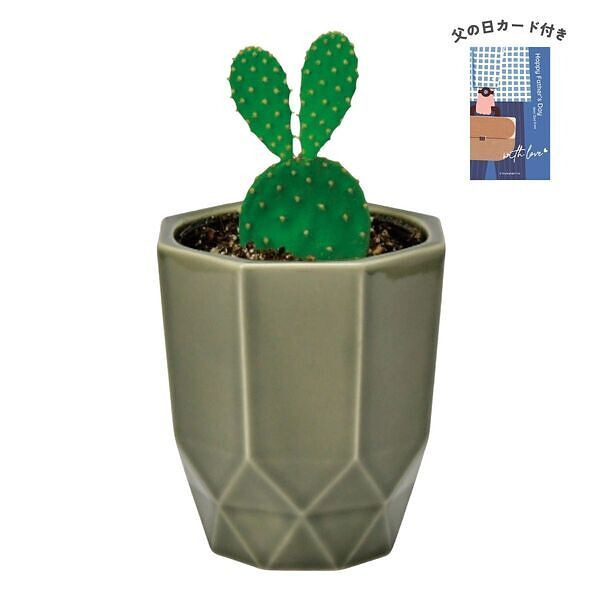ハチカク カクタス グレー ウチワサボテン 父の日カード付